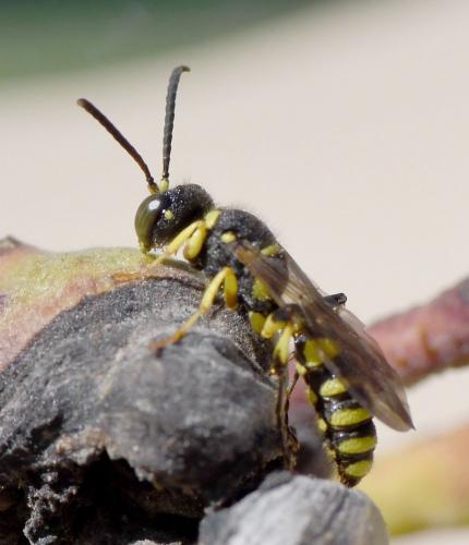 Cerceris arenaria